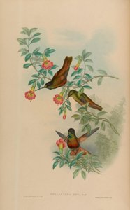 Helianthea eos = Coeligena bonapartei eos (; IOC 3.2) door John Gould